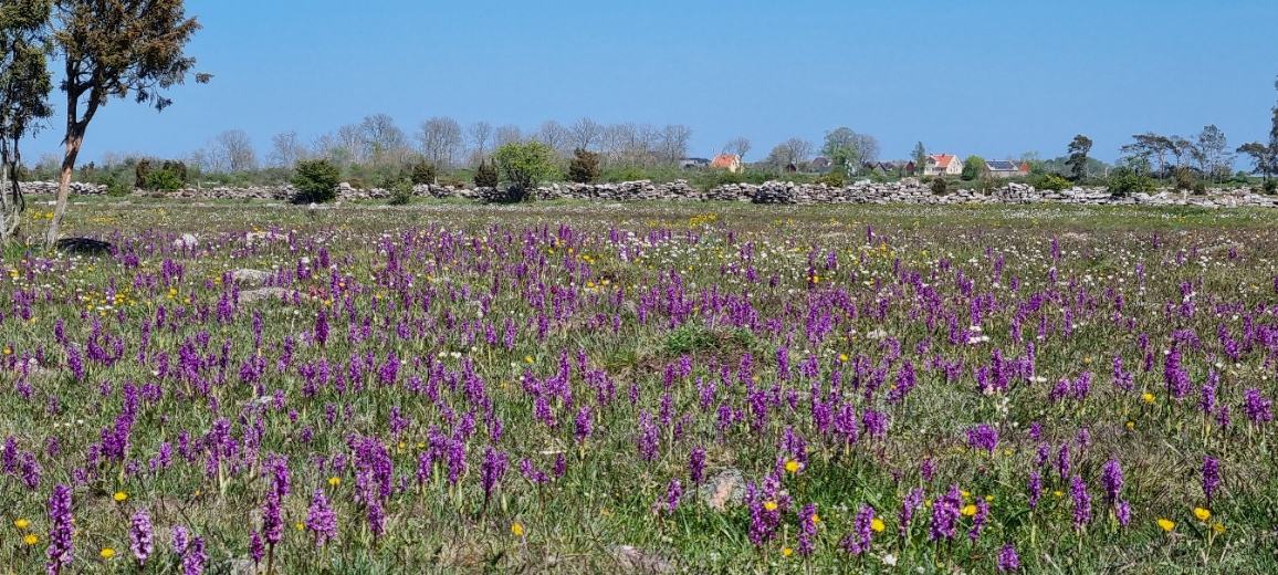 Kvarnrad på Öland